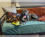 Small #5 American Pit Bull Terrier-Labrador Retriever Mix