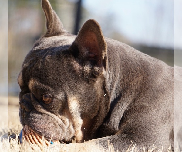 Medium Photo #3 French Bulldog Puppy For Sale in MARIETTA, GA, USA