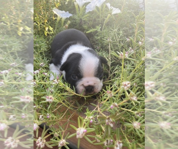 Medium Photo #4 Boston Terrier Puppy For Sale in FREDONIA, KS, USA