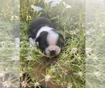 Small #3 Boston Terrier
