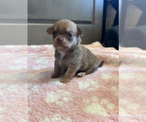 Chihuahua Puppy for sale in CLARKSVILLE, TN, USA
