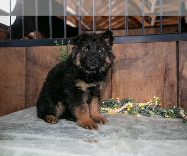 Medium Photo #2 German Shepherd Dog Puppy For Sale in MANTON, MI, USA