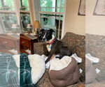 Small #1 American Pit Bull Terrier Mix