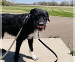 Small #8 Poodle (Standard) Mix