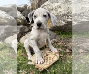 Great Dane Puppy for sale in MIDDLEBURY, IN, USA