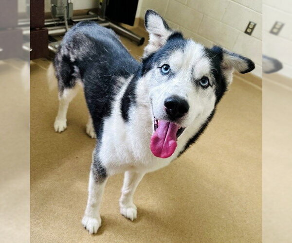 Medium Photo #1 Siberian Husky Puppy For Sale in Derwood, MD, USA