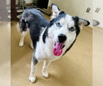 Small Siberian Husky