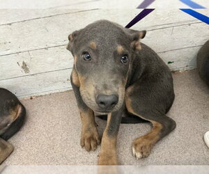 Doberman Pinscher-Unknown Mix Dogs for adoption in San Bernardino, CA, USA
