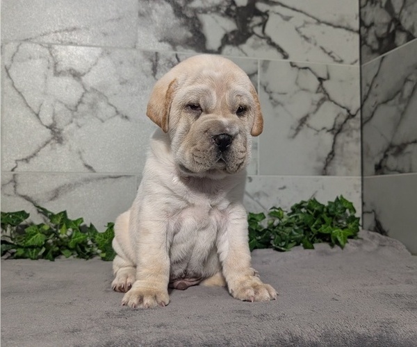 Medium Photo #6 Cocker-Pei Puppy For Sale in GOSHEN, IN, USA