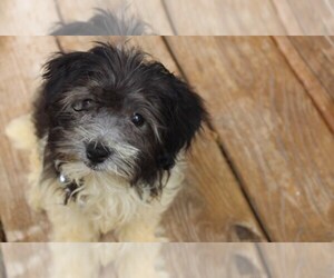 Havanese Puppy for sale in THAYER, KS, USA