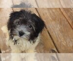 Small Havanese