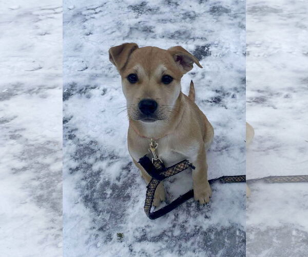 Medium Photo #4 English Mastweiler Puppy For Sale in Oro Medonte, Ontario, Canada