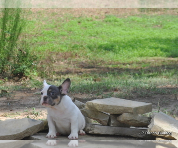 Medium Photo #16 French Bulldog Puppy For Sale in ROYSE CITY, TX, USA