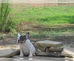 Small Photo #16 French Bulldog Puppy For Sale in ROYSE CITY, TX, USA