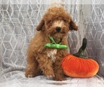 Small Photo #6 Poodle (Toy) Puppy For Sale in LAKELAND, FL, USA