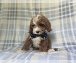 Small #1 Cavapoo