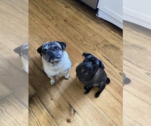 Father of the Pug puppies born on 10/22/2020