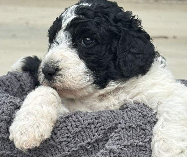Medium Photo #1 Saint Berdoodle Puppy For Sale in FRANKFORT, IN, USA