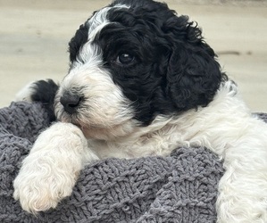 Saint Berdoodle Puppy for sale in FRANKFORT, IN, USA