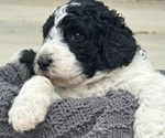 Small Saint Berdoodle