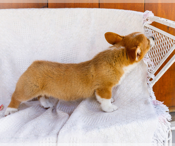 Medium Photo #50 Pembroke Welsh Corgi Puppy For Sale in WAKARUSA, IN, USA