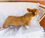 Small #3 Pembroke Welsh Corgi