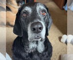 Small #3 Basset Hound-Labrador Retriever Mix