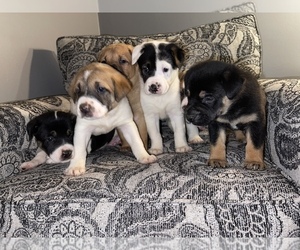 American Bulldog-German Shepherd Dog Mix Puppy for sale in DETROIT, MI, USA