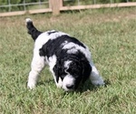 Small Photo #5 Poodle (Standard) Puppy For Sale in ARKADELPHIA, AR, USA