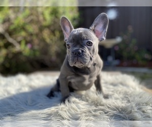 French Bulldog Puppy for Sale in HOLLISTER, California USA