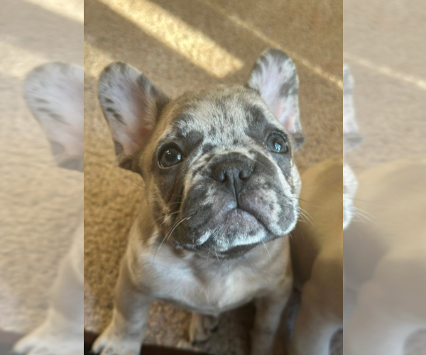 Medium Photo #3 French Bulldog Puppy For Sale in LAS VEGAS, NV, USA