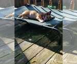 Small Photo #5 Chihuahua-Unknown Mix Puppy For Sale in Mount Laurel, NJ, USA