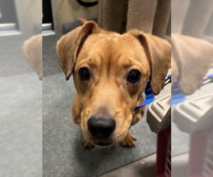 Dachshund-Unknown Mix Dogs for adoption in Stanhope, NJ, USA