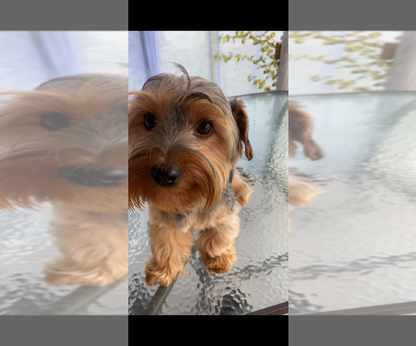Medium Photo #1 Yorkshire Terrier Puppy For Sale in BETHLEHEM, GA, USA