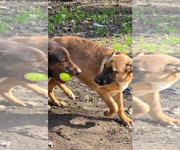 Medium Photo #4 Mutt Puppy For Sale in Oakhurst, NJ, USA