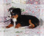Small #1 Miniature Australian Shepherd