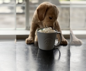 Miniature Labradoodle Puppy for sale in ELK GROVE, CA, USA