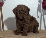 Small #2 Poodle (Miniature)