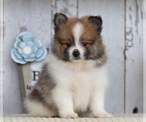 Pomeranian Puppy for sale in FREDERICKSBG, OH, USA