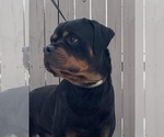 Small Photo #2 Rottweiler Puppy For Sale in ELKHART, IN, USA