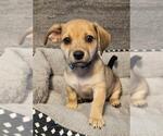 Small Photo #1 Chiweenie Puppy For Sale in Los Angeles, CA, USA