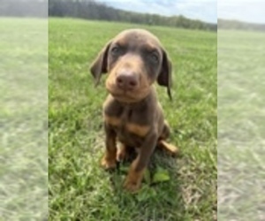 Doberman Pinscher Puppy for sale in BROOKFIELD, MO, USA