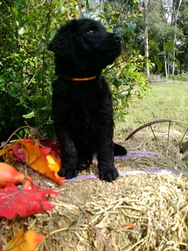 Medium Photo #1 Labradoodle Puppy For Sale in PIERSON, FL, USA