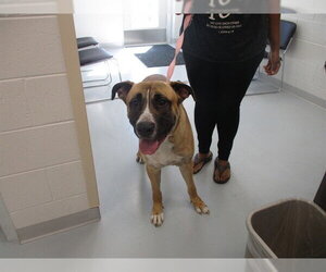 Mastiff Dogs for adoption in Ocala, FL, USA