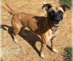 260341  Koda - Female Boxer-Unknown Mix Dog for Adoption - Photo #3