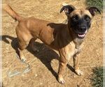 Small Photo #3 Boxer-Unknown Mix Puppy For Sale in Wetumpka, AL, USA