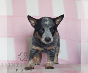 Australian Cattle Dog Puppy for sale in ATGLEN, PA, USA