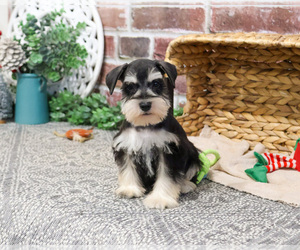 Schnauzer (Miniature) Puppy for sale in SYRACUSE, IN, USA