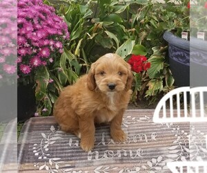 Goldendoodle (Miniature) Puppy for sale in ARTHUR, IL, USA