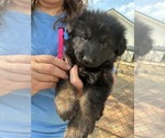 Puppy BlkRed LongCoat German Shepherd Dog